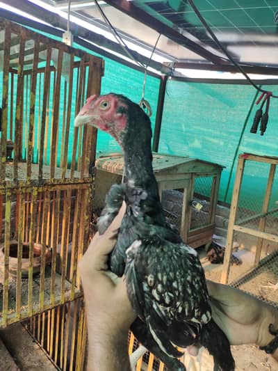 Aseel Thai cross chick available high quality