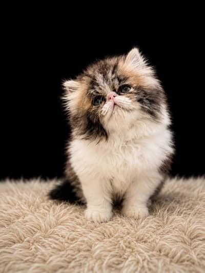 perdian kitten