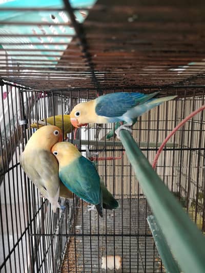 parblue opaline palefellow Female ,   parblue opaline split palefellow