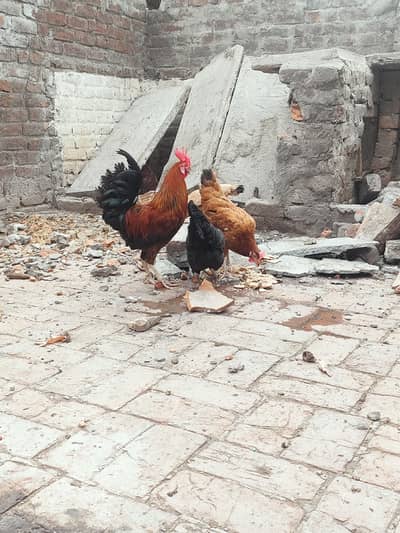 aseel Desi egg laying hen