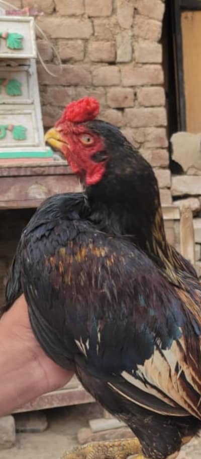 Marathi Patha/Lassani Breeder
