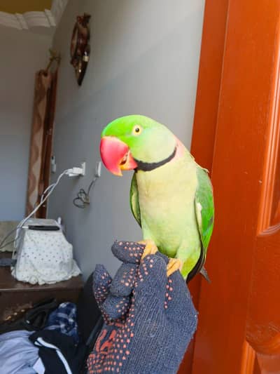 raw parrot male