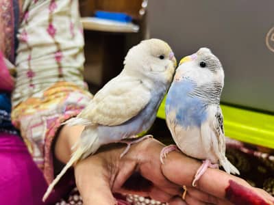 Hand Tame Budgies reasonable price