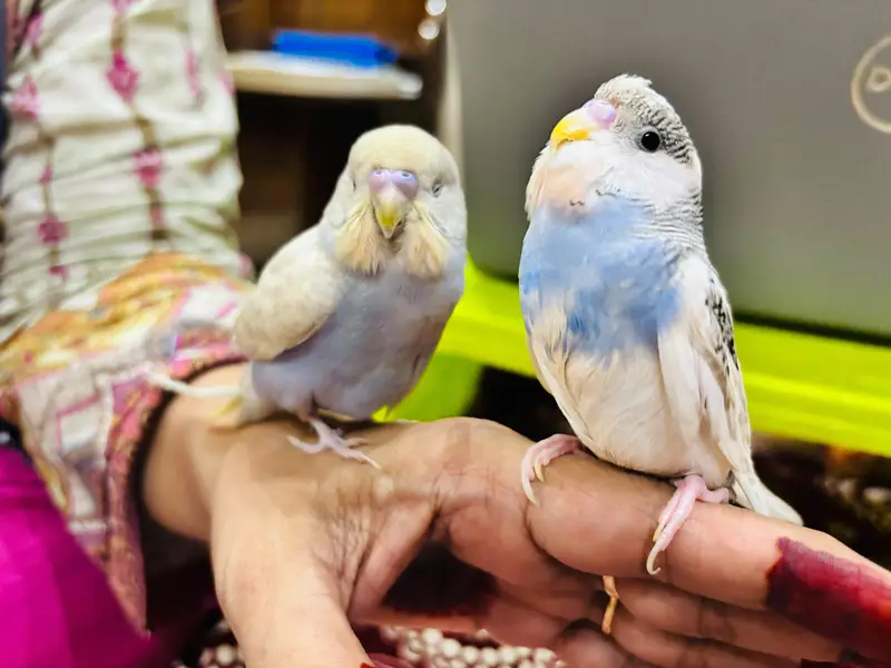 Hand Tame Budgies reasonable price — photo 2