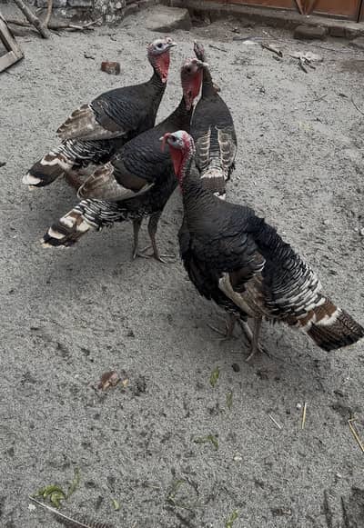 Turkey Birds