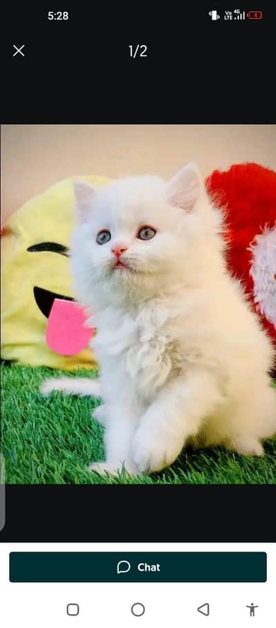 Persian cat for sale male or female my WhatsApp0335#4718"239