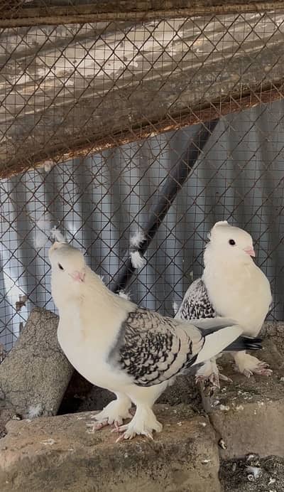 Satinette (Oriental Frill) Breeder Pair