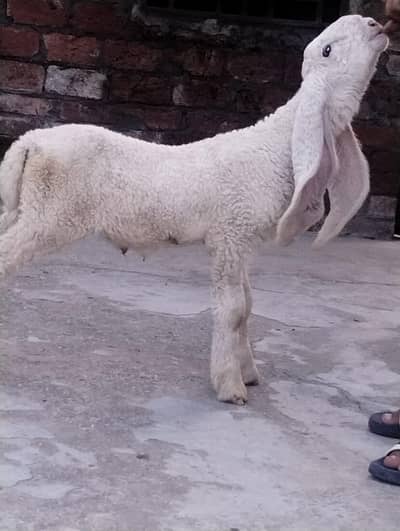 Pure Kaka qajla with two black spots(nishan) on both eyes