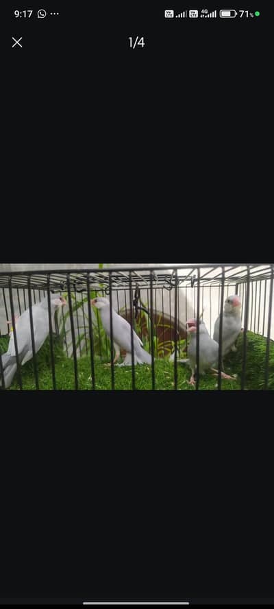 Silver java & white java breeder pairs
