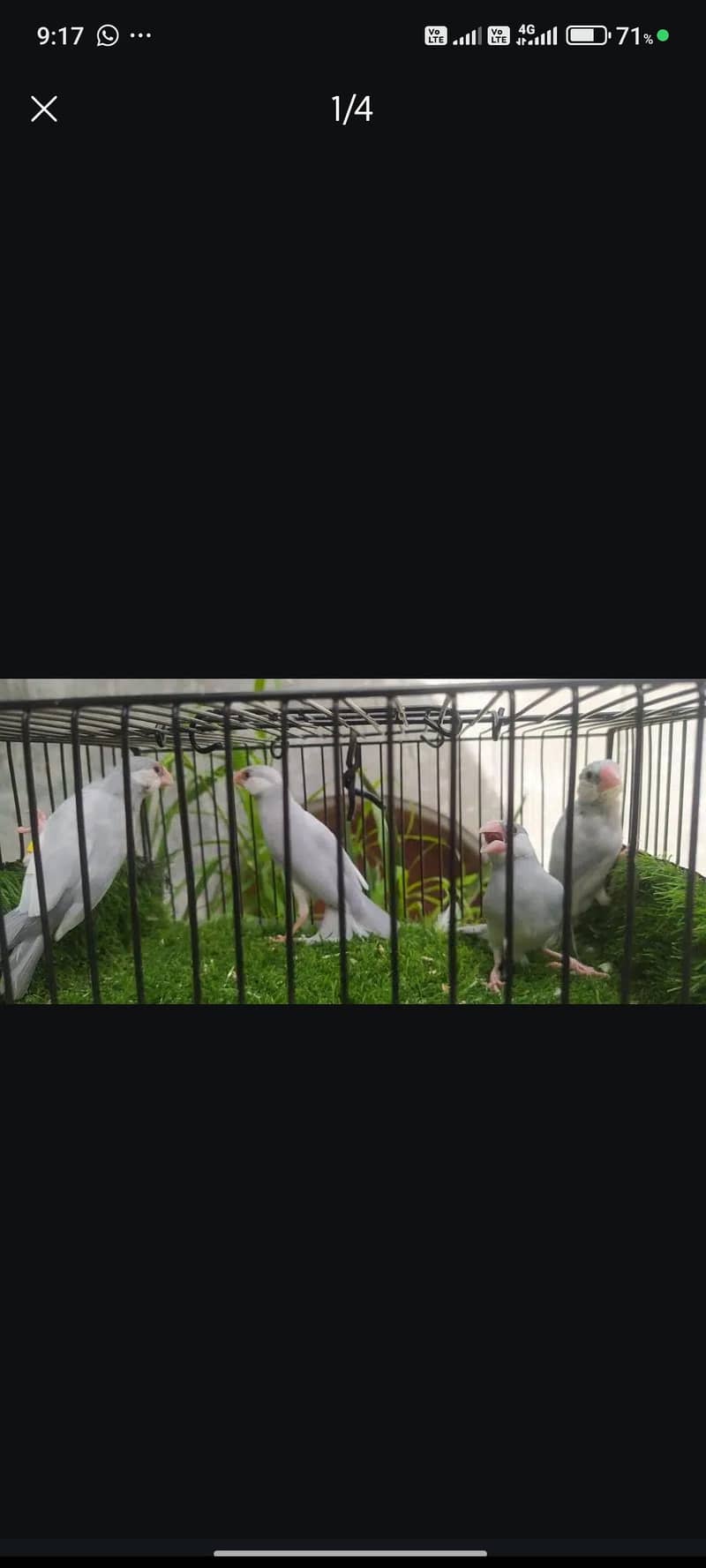 Silver java & white java breeder pairs 0