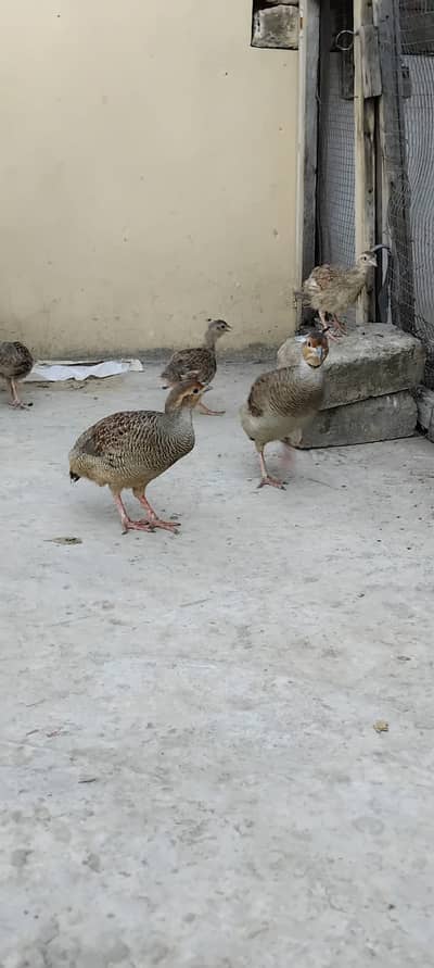 1bredar Jura tetar ka saht. 3bhcy for sel location wah cantt 0310523