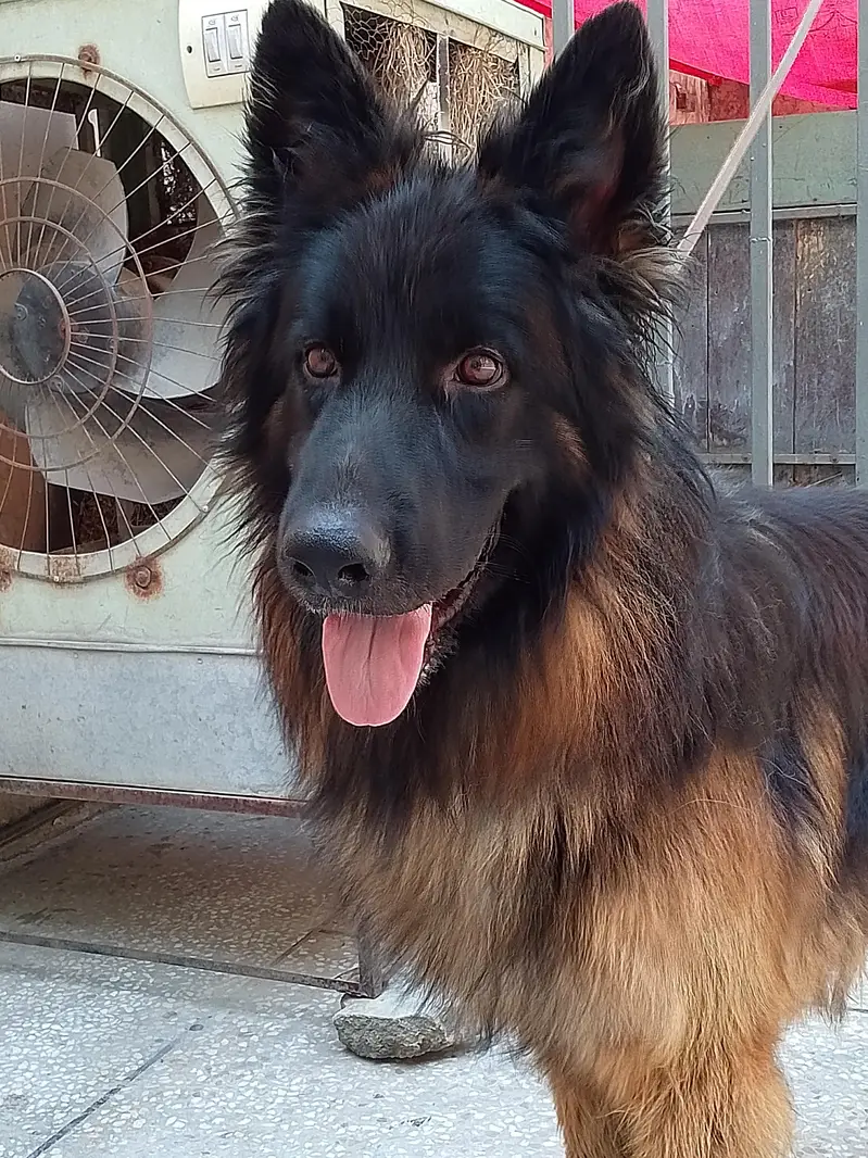 German shepherd Male 03134111831 — photo 2