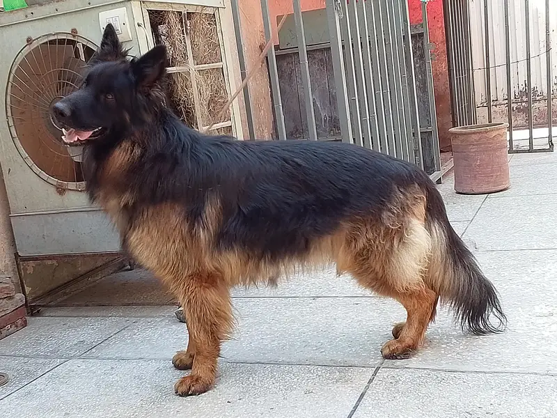 German shepherd Male 03134111831 — photo 4