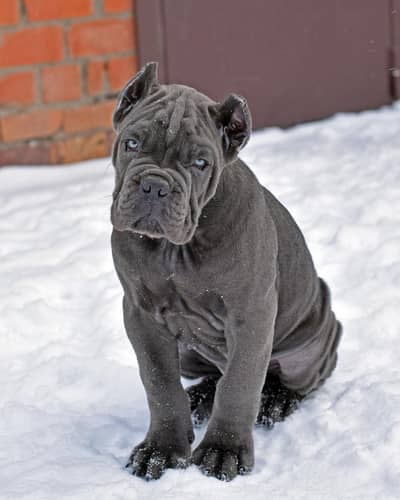 Cane corso puppies available for import with pedigree passport