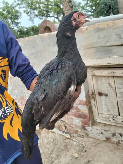 Aseel murghiyan for sale munasib qeemat me descriiption prhen