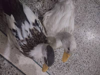 Ducks