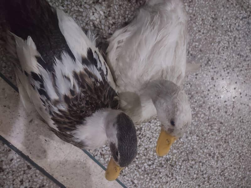 Ducks 0