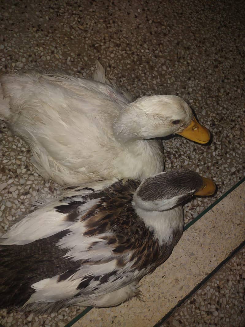 Ducks 1