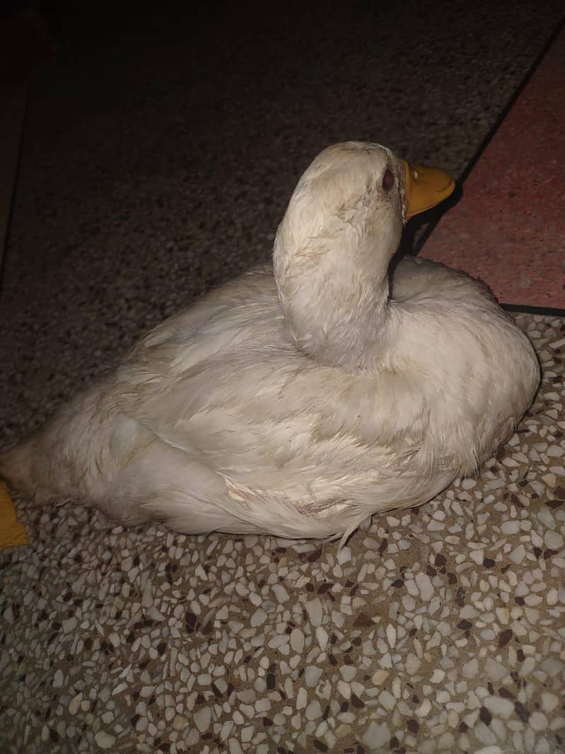 Ducks 2