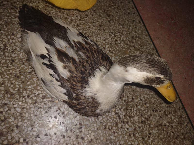 Ducks 3