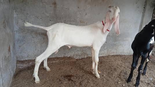 Gulabi bacha for sale.