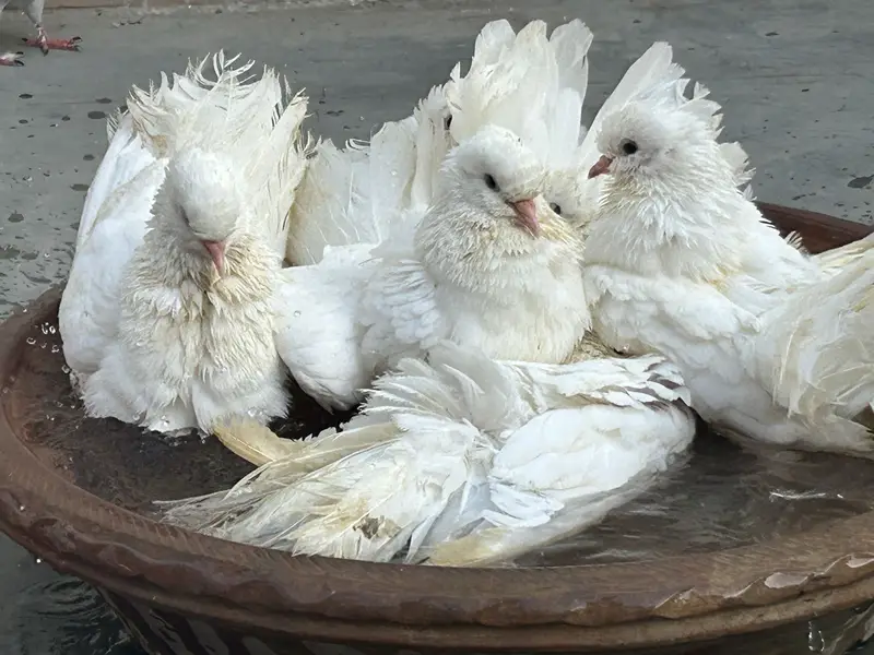 fancy laka pair