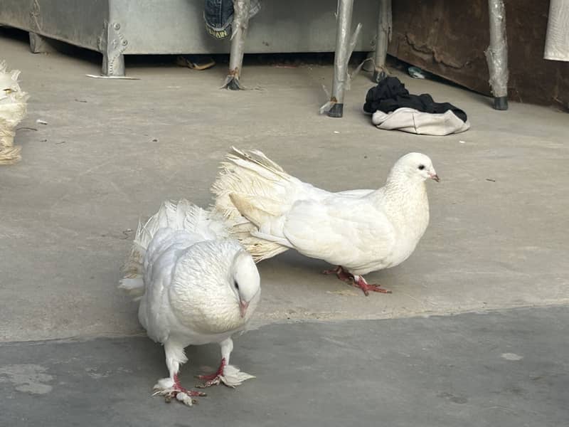 fancy laka pair 4