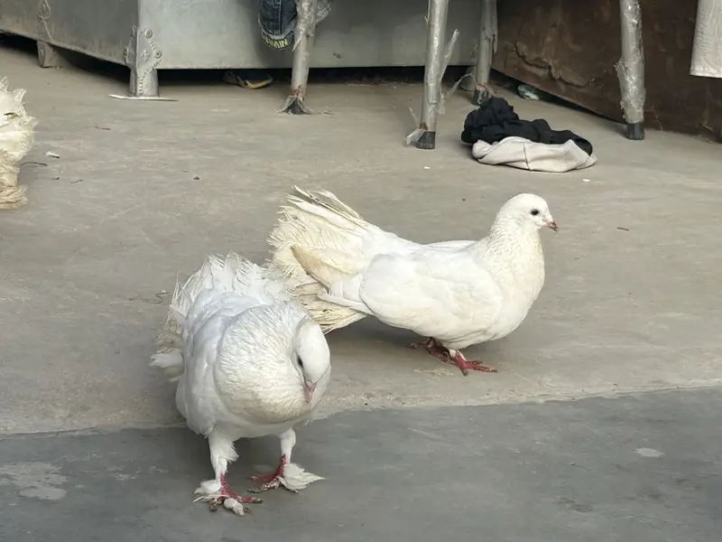 fancy laka pair — photo 5