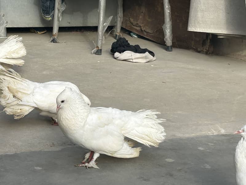 fancy laka pair 5