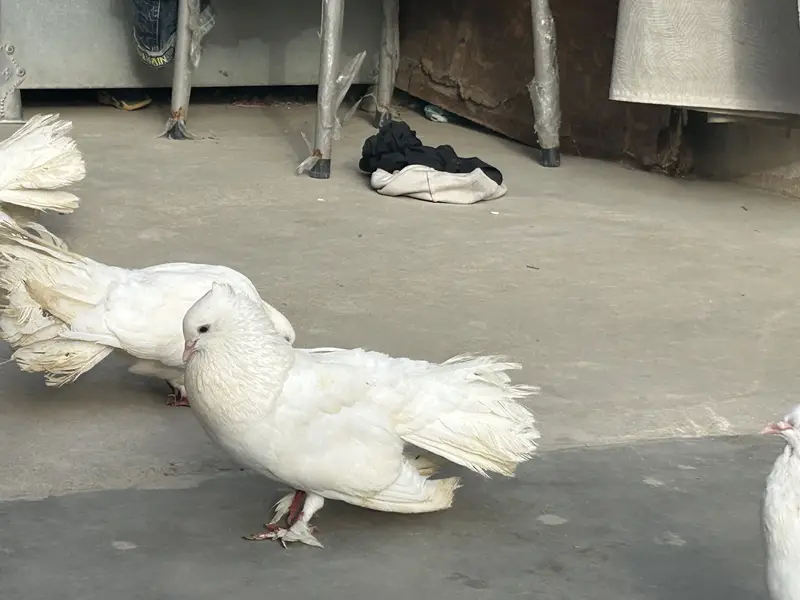 fancy laka pair — photo 6