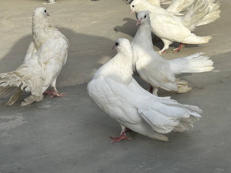 fancy laka pair 6