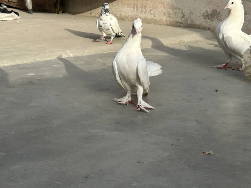 fancy laka pair 7