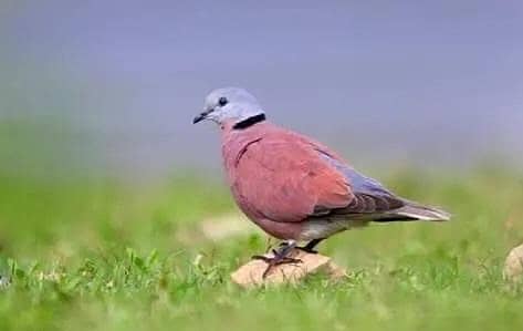 Red Turtle Doves | Doves For Sale | Qumri | Fakhta | All kind of Doves