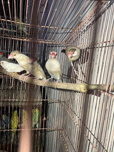 All birds for sale