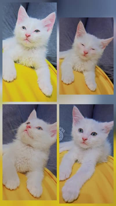 female persian kitten