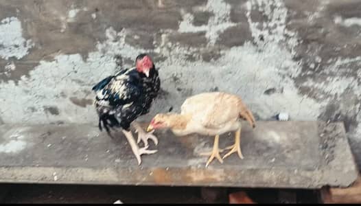 Aseel 2 murgy 5 mugiyan aik chick