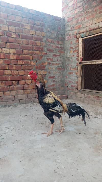 Mian wali Aseel