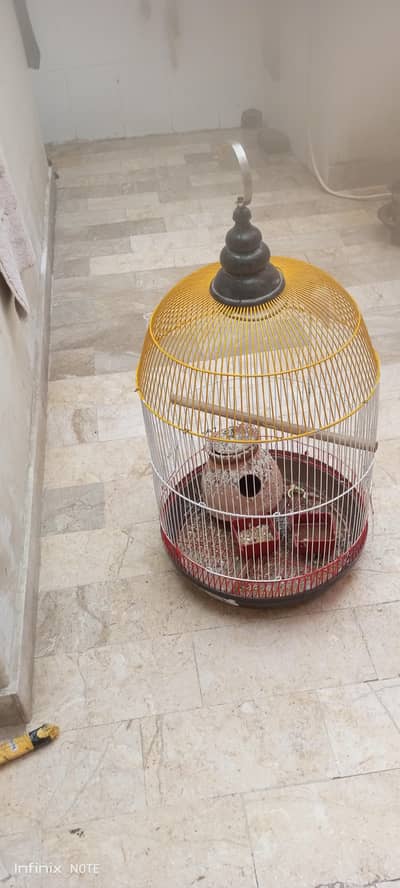 beautiful lovebird active pair roung pinjra or matki k sathQ