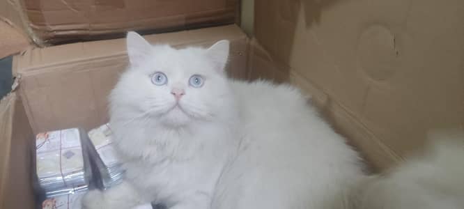 Persian male cat for mating