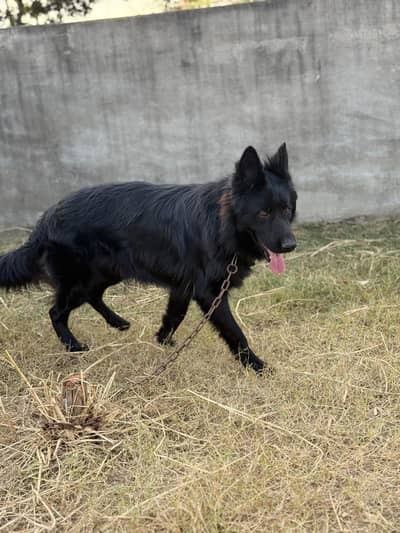 black shefrd male for sale