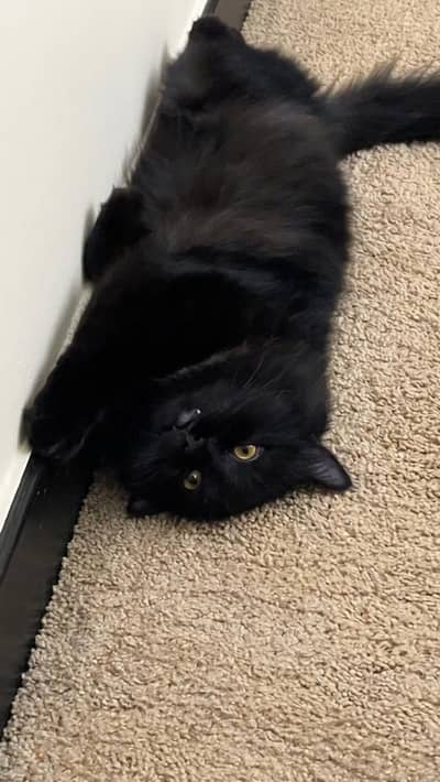 Male cat Maximus