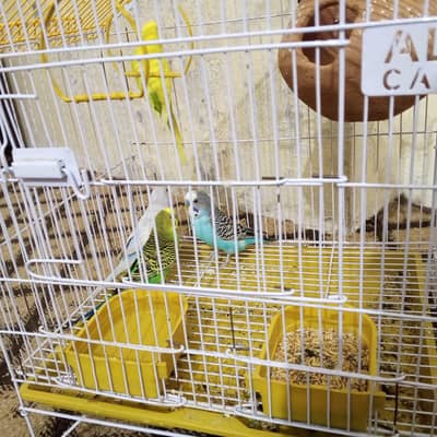 Healthy & breeder pair
