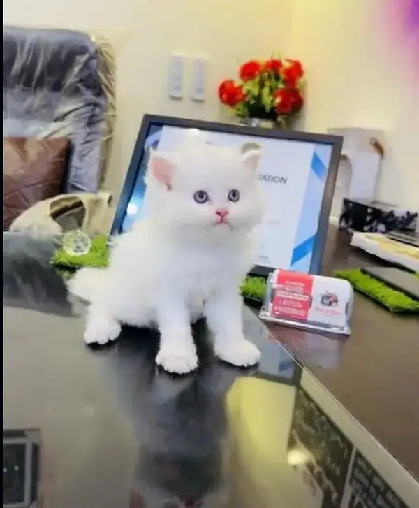 Persion Cat 2 month age for sale