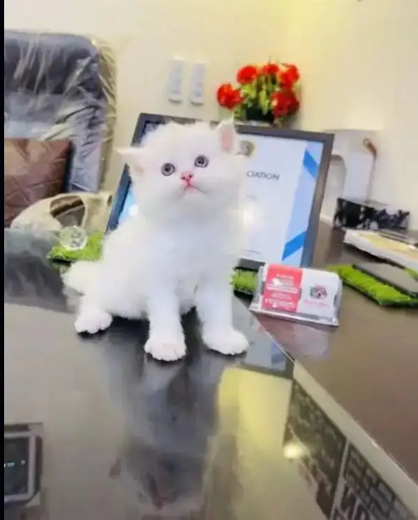Persion Cat 2 month age for sale — photo 2