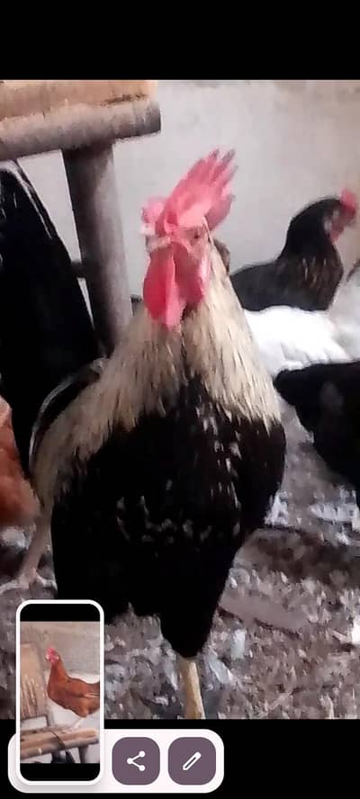 cocktails and hens