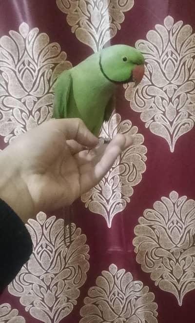 Sami tam on mood taking  beautiful parrot