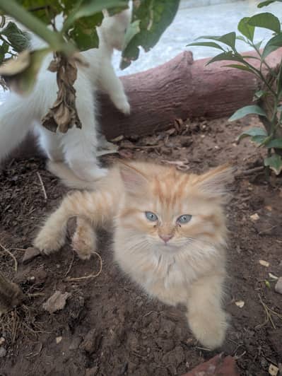 cat baby for sell
