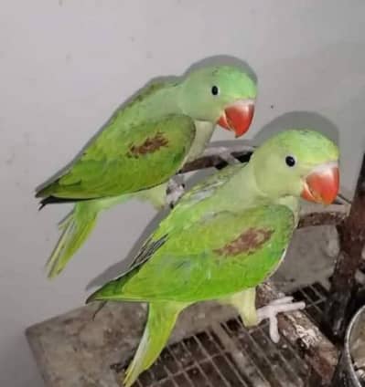 Kashmiri Raw Chicks Pair Hand Team