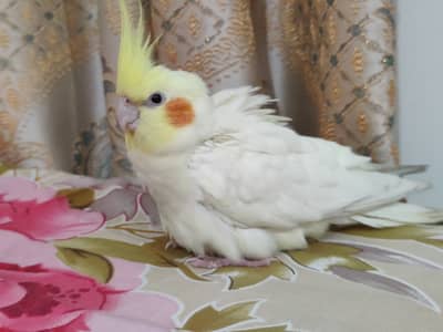 Coketaile parrot for sale price 2700