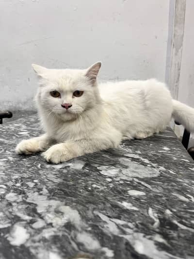 Persian cat